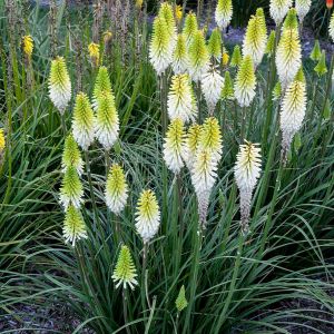 Kniphofia (Red Hot Poker)